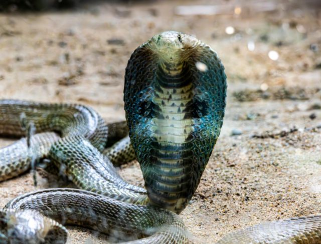Cobra Safety Tips for Trekking Adventures