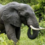 India Elephant Camp Tragedy