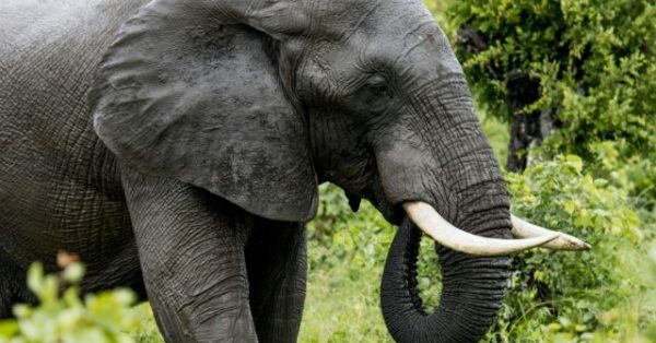 India Elephant Camp Tragedy