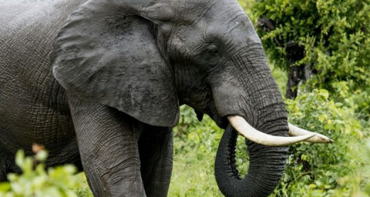 India Elephant Camp Tragedy