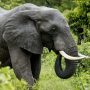 India Elephant Camp Tragedy