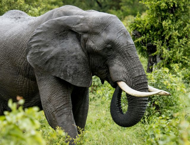 India Elephant Camp Tragedy