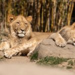 London Zoo’s New Animal Hospital Will Let Visitors Watch Real Wildlife Surgeries