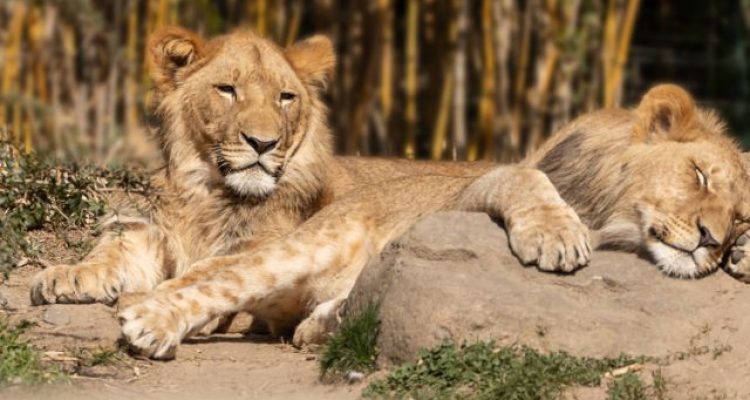 London Zoo’s New Animal Hospital Will Let Visitors Watch Real Wildlife Surgeries