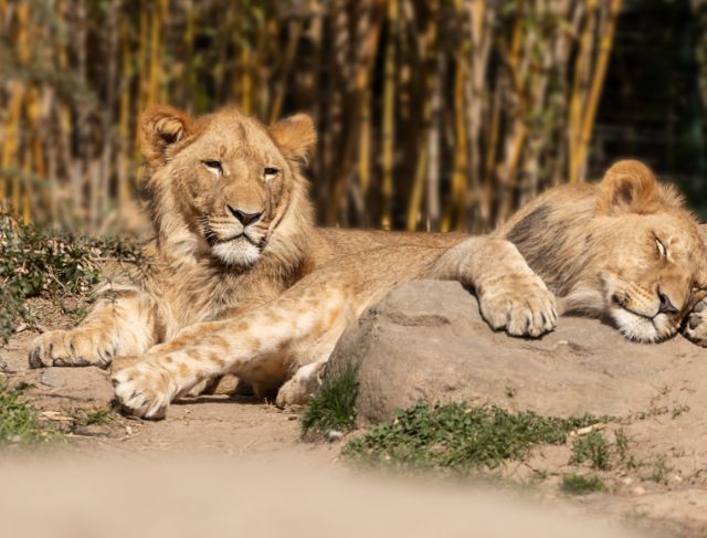 London Zoo’s New Animal Hospital Will Let Visitors Watch Real Wildlife Surgeries