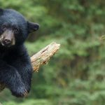 Bear Attacks Are Becoming a Bigger Problem in Japan