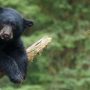 Bear Attacks Are Becoming a Bigger Problem in Japan