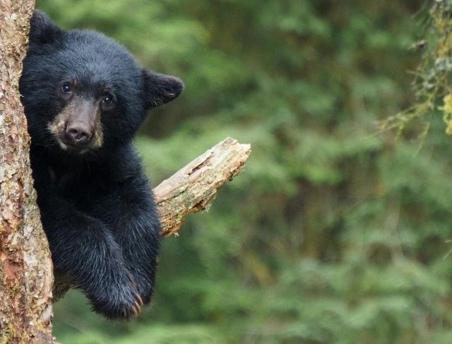 Bear Attacks Are Becoming a Bigger Problem in Japan