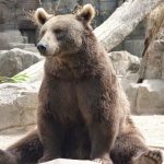 Japan Uses AI and Drones to Track Bears