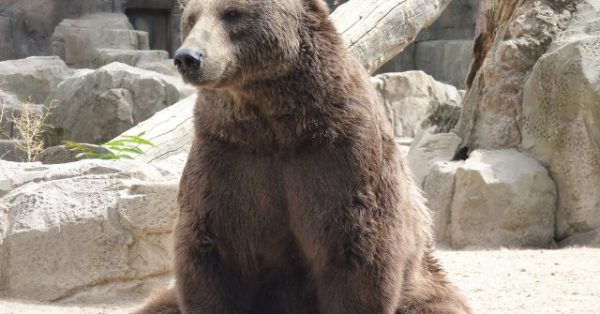 Japan Uses AI and Drones to Track Bears