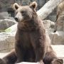 Japan Uses AI and Drones to Track Bears