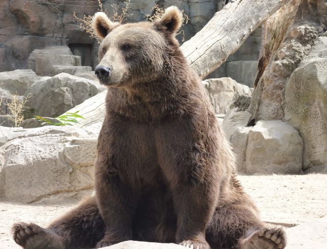 Japan Uses AI and Drones to Track Bears