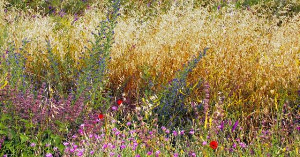 The Australian Wildflower Paradise Where Fire Brings Life Back