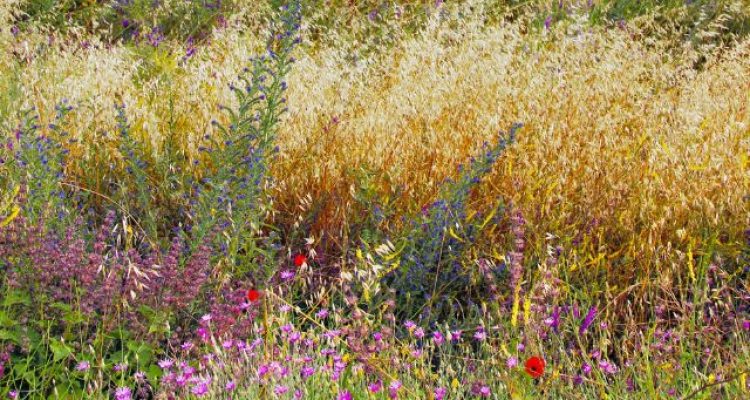 The Australian Wildflower Paradise Where Fire Brings Life Back