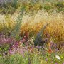 The Australian Wildflower Paradise Where Fire Brings Life Back