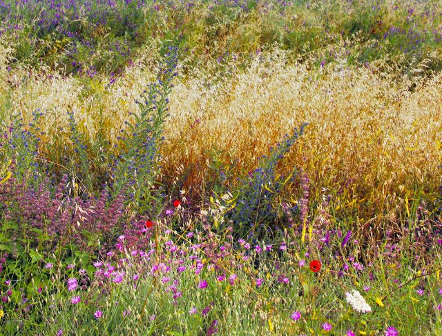 The Australian Wildflower Paradise Where Fire Brings Life Back