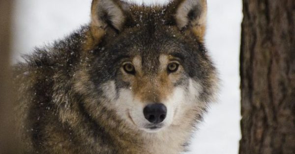 Denmark Wolf Warning, What Tourists Should Know Before Visiting