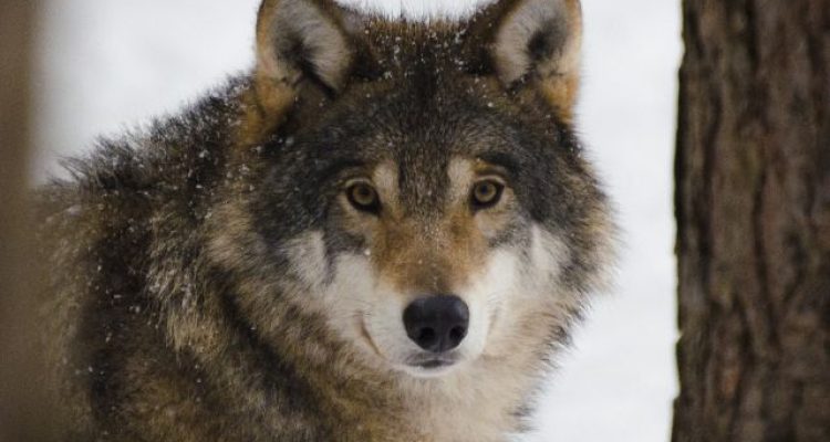 Denmark Wolf Warning, What Tourists Should Know Before Visiting
