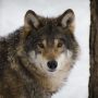 Denmark Wolf Warning, What Tourists Should Know Before Visiting
