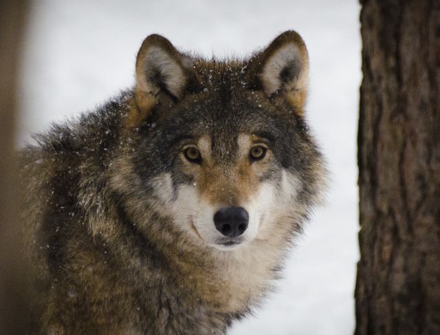 Denmark Wolf Warning, What Tourists Should Know Before Visiting