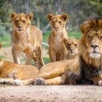 30 Lions and Tigers Finally Rescued After Years of Suffering at Lujan Zoo