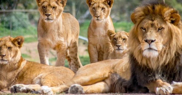 30 Lions and Tigers Finally Rescued After Years of Suffering at Lujan Zoo