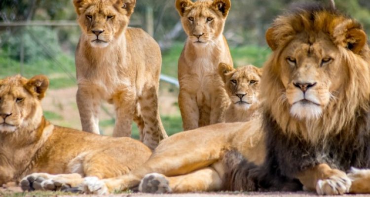 30 Lions and Tigers Finally Rescued After Years of Suffering at Lujan Zoo