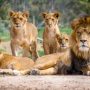 30 Lions and Tigers Finally Rescued After Years of Suffering at Lujan Zoo