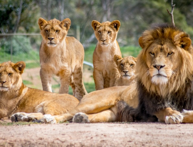 30 Lions and Tigers Finally Rescued After Years of Suffering at Lujan Zoo