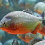 Piranha Discovery Sparks Concern at Dam in Malaysia