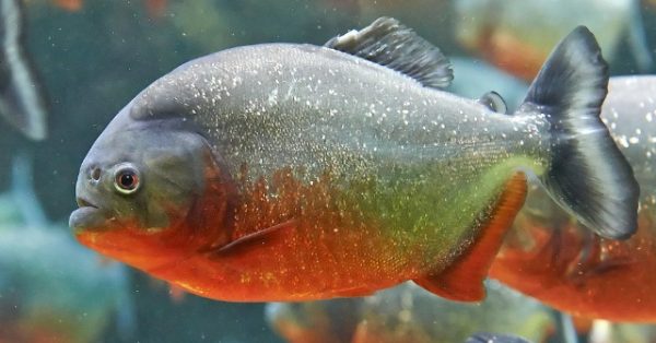 Piranha Discovery Sparks Concern at Dam in Malaysia