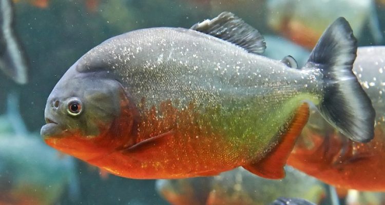 Piranha Discovery Sparks Concern at Dam in Malaysia