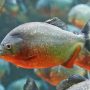 Piranha Discovery Sparks Concern at Dam in Malaysia