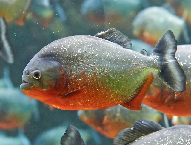 Piranha Discovery Sparks Concern at Dam in Malaysia