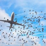 Bird Strike Damages Emirates Aircraft, Causing 14.5-Hour Flight Delay