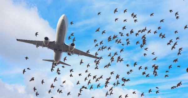 Bird Strike Damages Emirates Aircraft, Causing 14.5-Hour Flight Delay