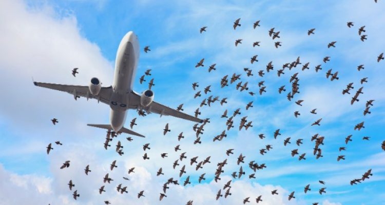 Bird Strike Damages Emirates Aircraft, Causing 14.5-Hour Flight Delay