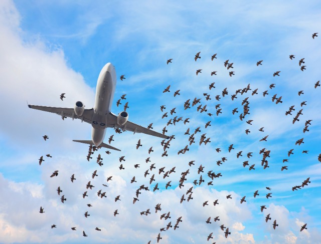 Bird Strike Damages Emirates Aircraft, Causing 14.5-Hour Flight Delay