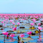 Lisa BLACKPINK's Tourism Campaign Generates THB 567 Million for Thailand