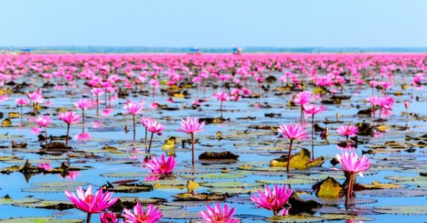 Lisa BLACKPINK's Tourism Campaign Generates THB 567 Million for Thailand