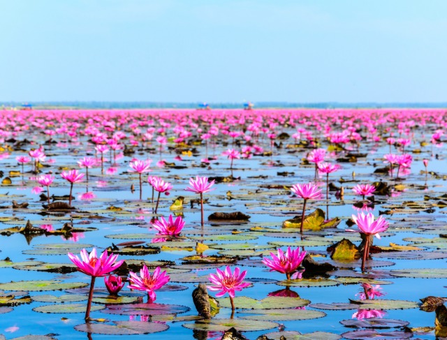 Lisa BLACKPINK's Tourism Campaign Generates THB 567 Million for Thailand