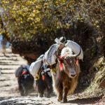 Nepal's Tourism Industry Struggles as Floods Drive Tourists Away