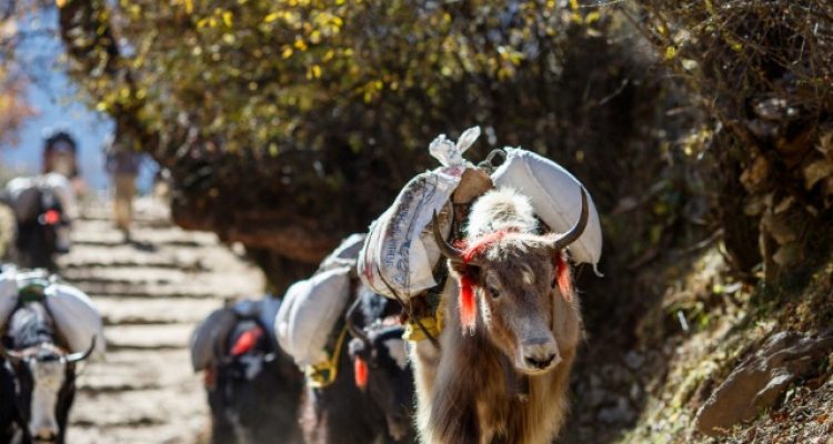 Nepal's Tourism Industry Struggles as Floods Drive Tourists Away
