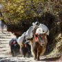 Nepal's Tourism Industry Struggles as Floods Drive Tourists Away