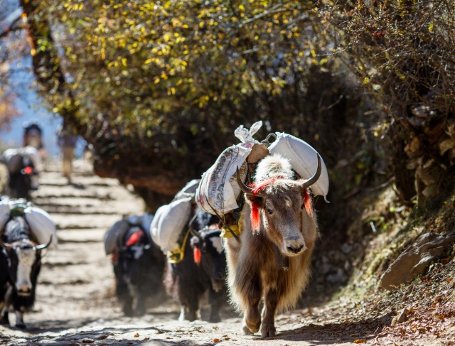 Nepal's Tourism Industry Struggles as Floods Drive Tourists Away