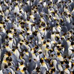 World’s Largest Penguin Colony Faces Dramatic Decline on Remote Antarctic Island