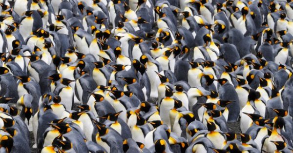 World’s Largest Penguin Colony Faces Dramatic Decline on Remote Antarctic Island