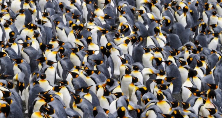 World’s Largest Penguin Colony Faces Dramatic Decline on Remote Antarctic Island