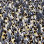 World’s Largest Penguin Colony Faces Dramatic Decline on Remote Antarctic Island
